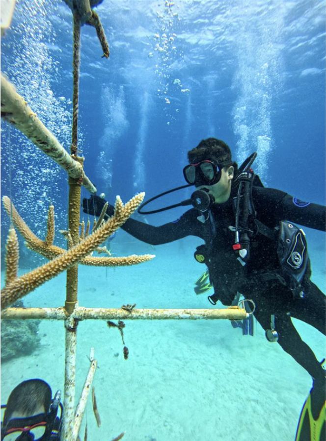 Student diver tending staghorn coral on a nursery tree
