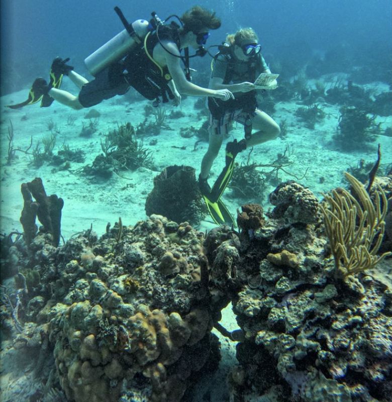 Two divers surveying a Bahamian reef with a slate