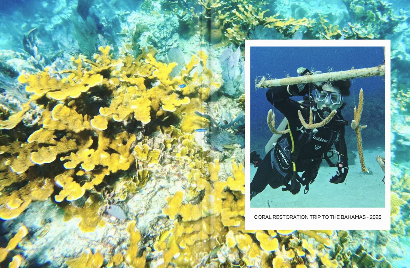 A Randolph student diver holds a coral nursery frame above elkhorn coral in The Bahamas