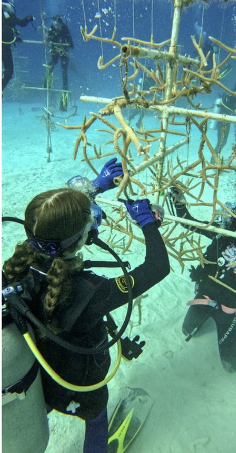 Student diver cleaning a coral nursery tree