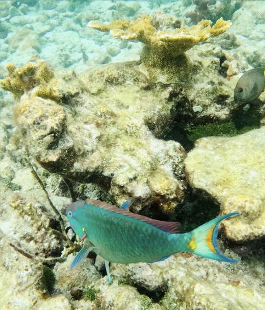 Stoplight parrotfish on a coral reef