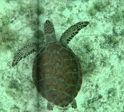 Green sea turtle over seagrass