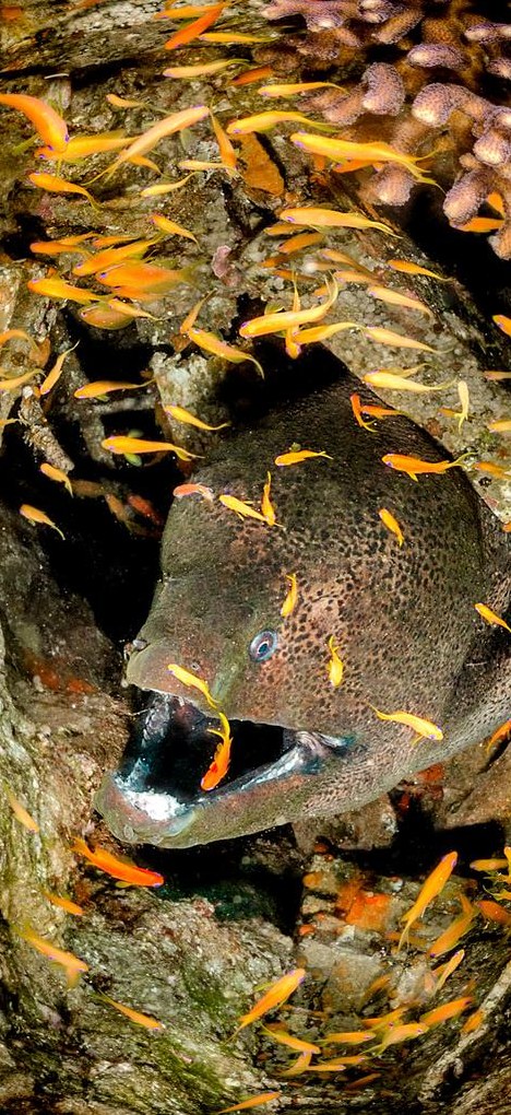 Moray eel among schooling orange fish on the Dahab reef